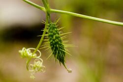 Echinopepon wrightii - Flickr - aspidoscelis.jpg
