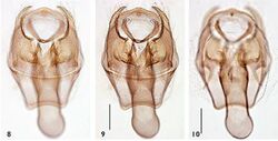 Ectoedemia reichli male genitalia.JPG