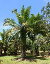 Elaeis guineensis - Fruit and Spice Park - Homestead, Florida - DSC09011.jpg