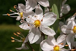Eremurus-robustus-flower-close.JPG