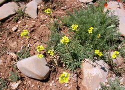 Erysimum nervosum.JPG