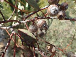 Eucalyptus lane-poolei fruit(2).jpg