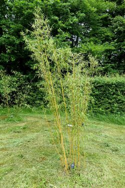 Fargesia robusta - RHS Garden Harlow Carr - North Yorkshire, England - DSC01421.jpg