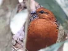 Ferruginous Partridge Caloperdix oculeus.jpg