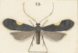 Fig 23 MA I437898 TePapa Plate-XXXVII-The-butterflies full (cropped).jpg