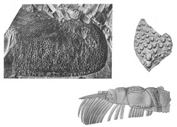 Fossils of Echinognathus.png