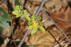 Grewia bicolor 4zz.jpg
