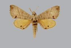Gynoeryx paulianii JH191 male up edi.jpg