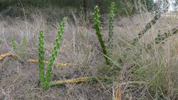 Harrisia Cactus, Harrisia martinii (10868793096).jpg