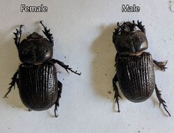 Hemiphileurus ilatus beetles.jpg