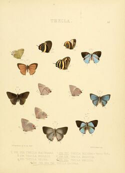 Illustrations of diurnal Lepidoptera 50.jpg