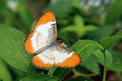 Jamaican mestra (Mestra dorcas) female.JPG