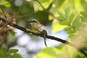 Keel-billed Motmot 2496248190.jpg