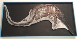 Leptonectes tenuirostris, Lyme Regis, England, Early Jurassic - Royal Ontario Museum - DSC09972.JPG