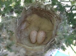 Nest with two eggs