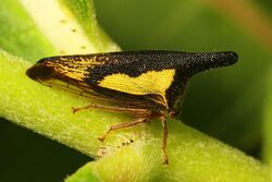 Locust Treehopper - Thelia bimaculata, Big Meadows, Skyline Drive, Virginia.jpg