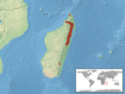 Madascincus minutus distribution.png