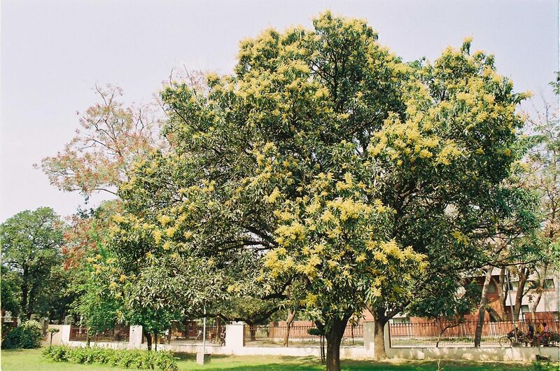 File:Mango blossoms.jpg