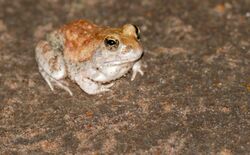 Marbled Sand Frog (Tomopterna marmorata) (16723373703).jpg