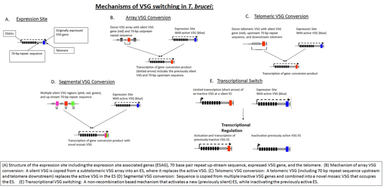 Mechanisms of VSG switching2.png