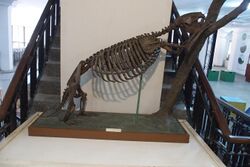 Megalocnus rodens in Havanna Museum of Natural History.jpg