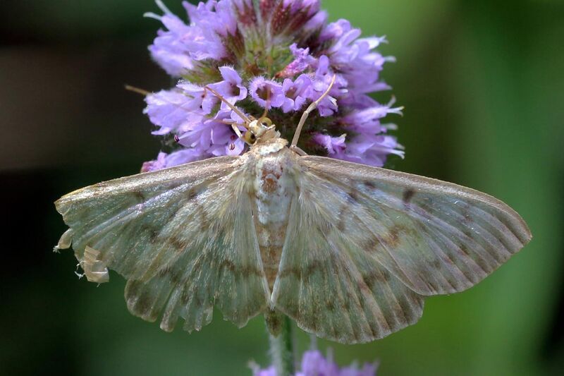 File:Mother of pearl moth (Pleuroptya ruralis).jpg