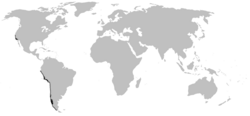 Myxine circifrons distribution map.png