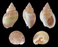 Nassarius coronatus 01.JPG