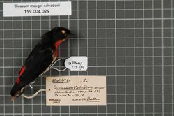 Naturalis Biodiversity Center - RMNH.AVES.132196 1 - Dicaeum maugei salvadorii Meyer, 1884 - Dicaeidae - bird skin specimen.jpeg
