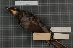 Naturalis Biodiversity Center - RMNH.AVES.19116 2 - Archboldia papuensis papuensis Rand, 1940 - Ptilonorhynchidae - bird skin specimen.jpeg