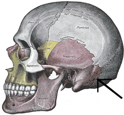 Occipitomastoideus.PNG