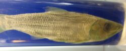 Odaxothrissa losera - Royal Museum for Central Africa - DSC06849.JPG