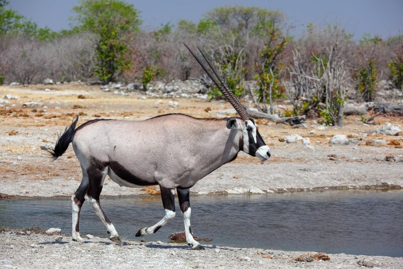 File:Oryx gazella male 8054 b.jpg