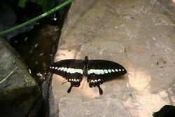 Papilio gigon-01 (xndr).jpg