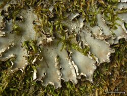 Peltigera degenii Gyelnik 95692.jpg