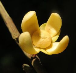 Phaeanthus malabaricus 02.jpg