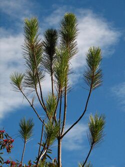 Pinus taiwanensis foliage.jpg
