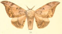 Pl.03-18-Mustilia hepatica Moore, 1879.JPG