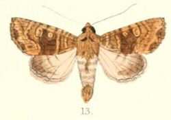 Pl.4-13-Blepharita flavistigma (Moore, 1867) (Apamea denticulosa).JPG