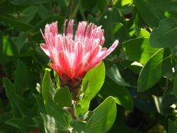 Protea 01 (3516050640).jpg