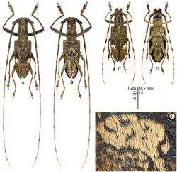 Pseudomacrochenus wusuae (10.3897-zookeys.656.11676) Figure 1.jpg