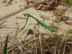 Pseudomantis albofimbriata 1.jpg