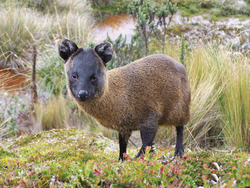 Pudu mephistolephis.png