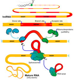 RNA splicing diagram en.svg