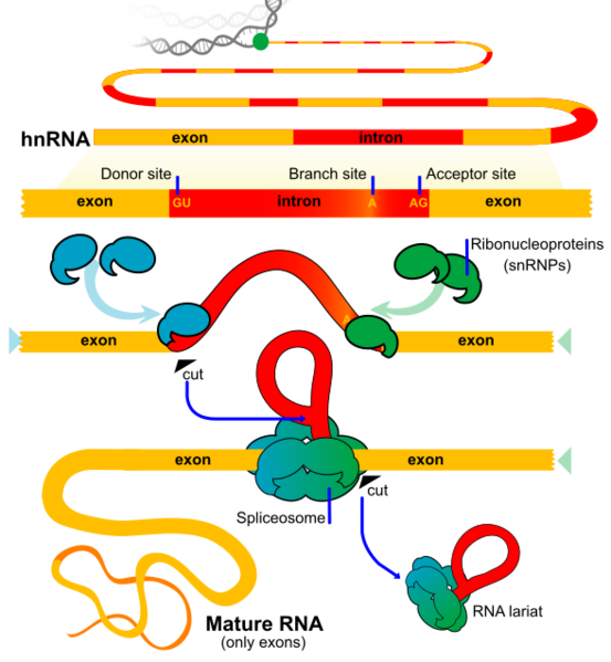 File:RNA splicing diagram en.svg