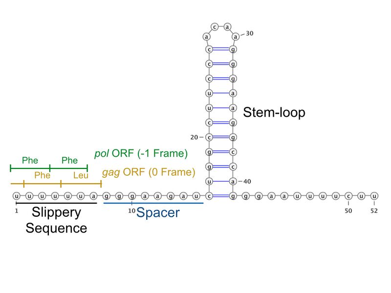 File:RNA structure.001.jpg
