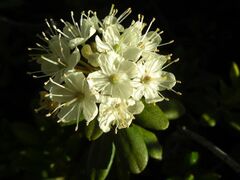 Rhododendron columbianum - Flickr - pellaea.jpg