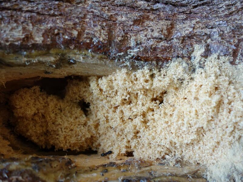 File:Sawdust like shavings from carpenter ants.jpg