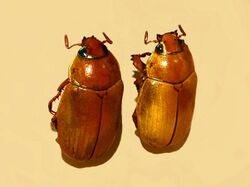 Scarabaeidae - Pelidnota virescens.JPG