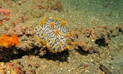 Sea Slug (Halgerda okinawa) (6080136822).jpg